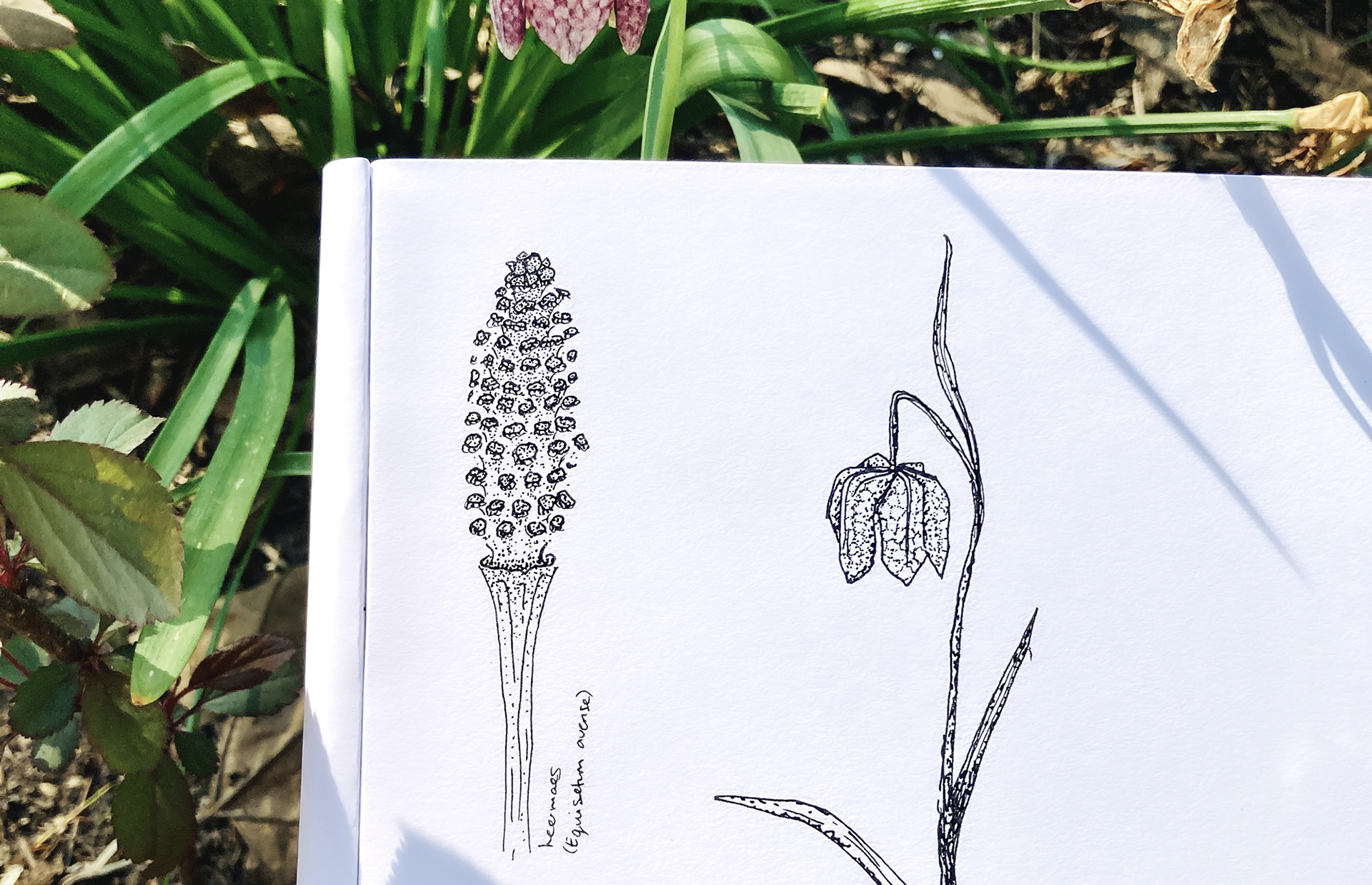 botanische illustratie fineliner tekening tuin