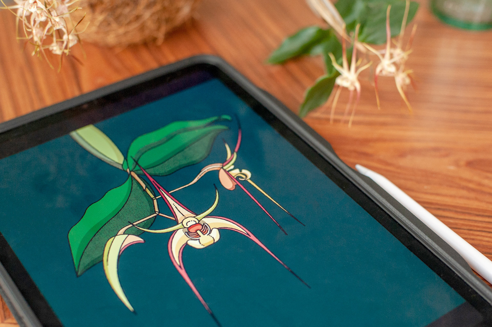 botanische illustratie elke uijtewaal australische orchidee