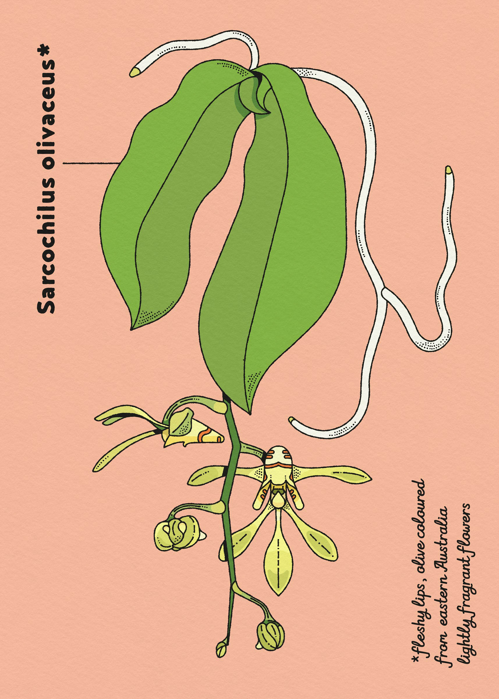 botanische illustratie elke uijtewaal australische orchidee sarcochilus olivaceus