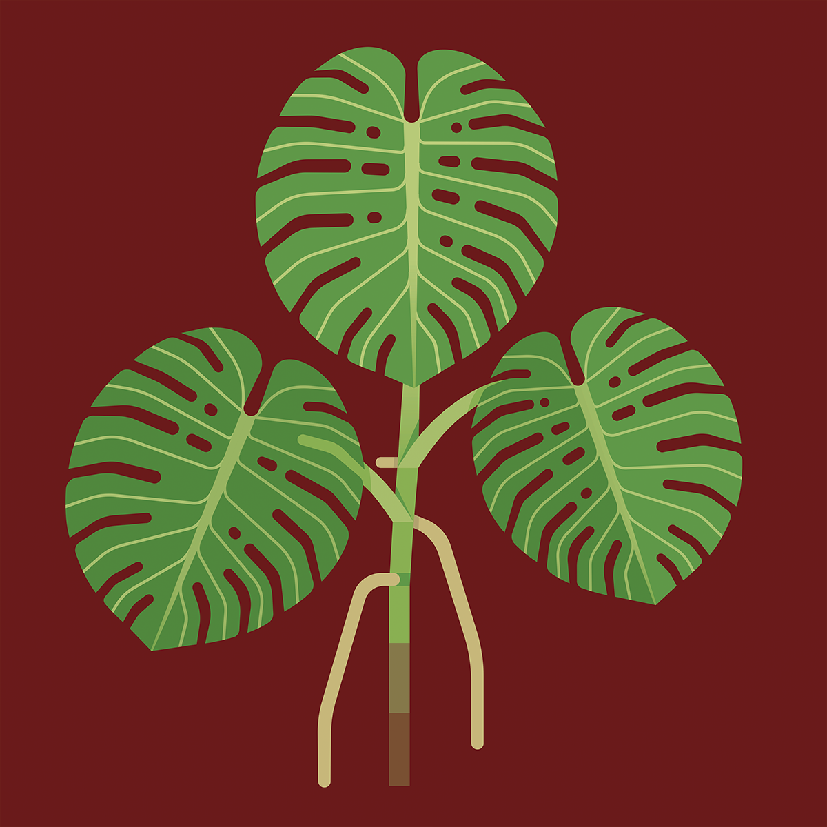 Monstera deliciosa (gatenplant)