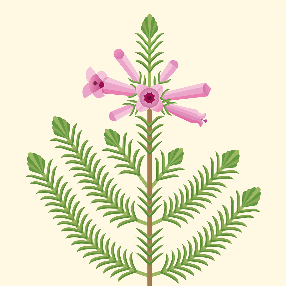 Erica verticillata (kransheide)