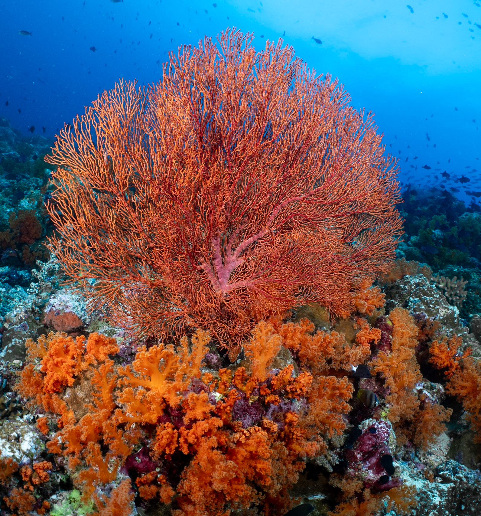 Orange on orange with sea fan and soft coral.