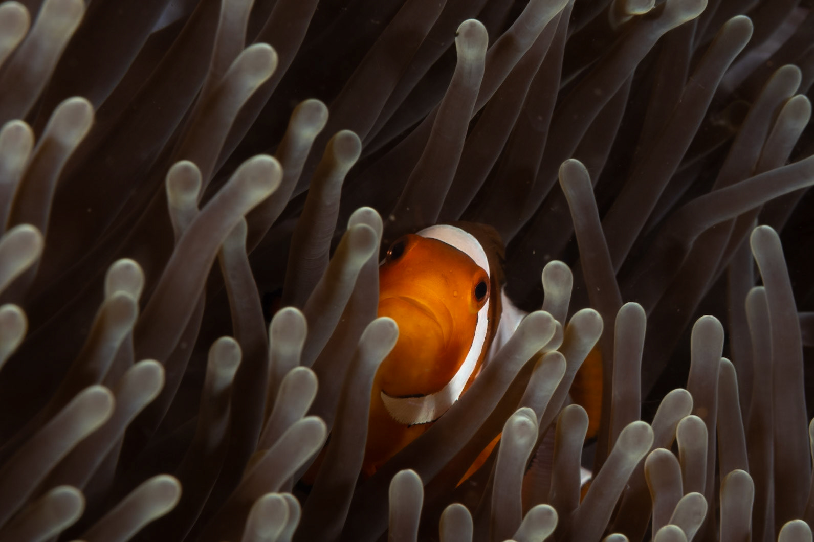 Clown or Anemonefish like to play peekaboo in their host anemones.