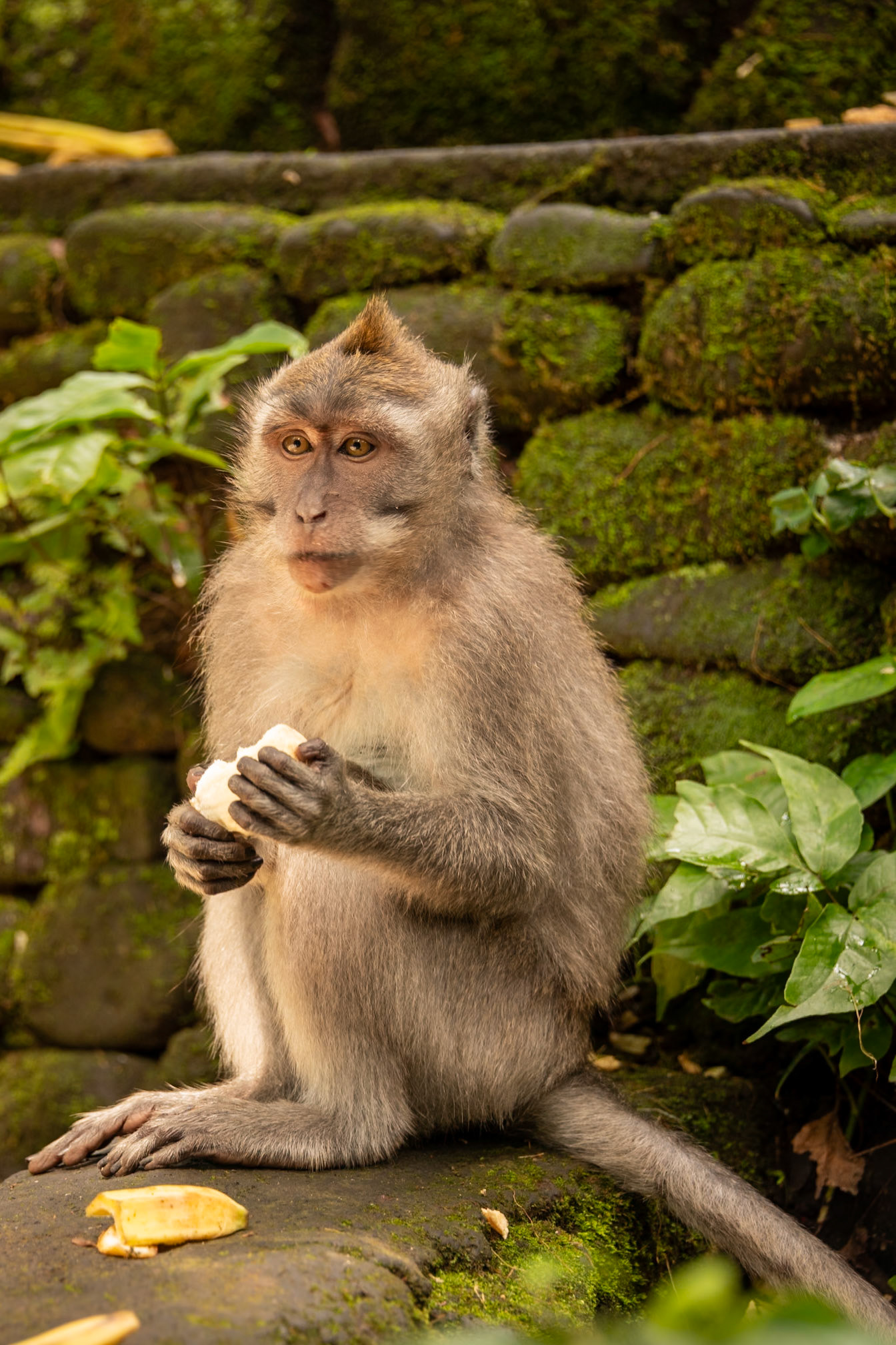 at the Sacred Monkey Forest Sanctuary.