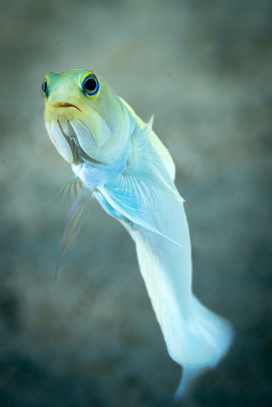 a yellowhead jawfish briefly in open water above burrow. Belize, April 2022.