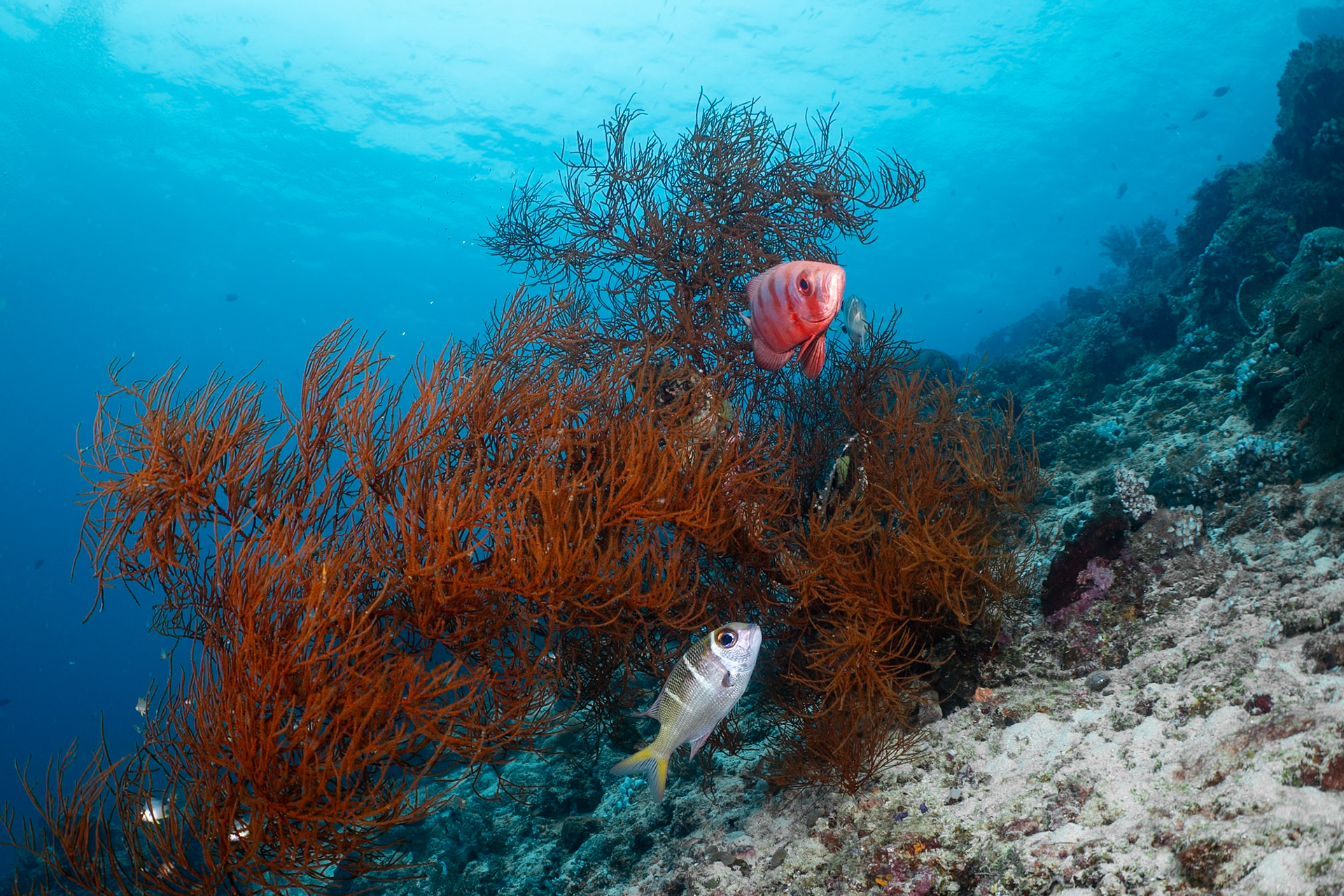 A Glasseye and Redfin Bream pose on the steep incline.
