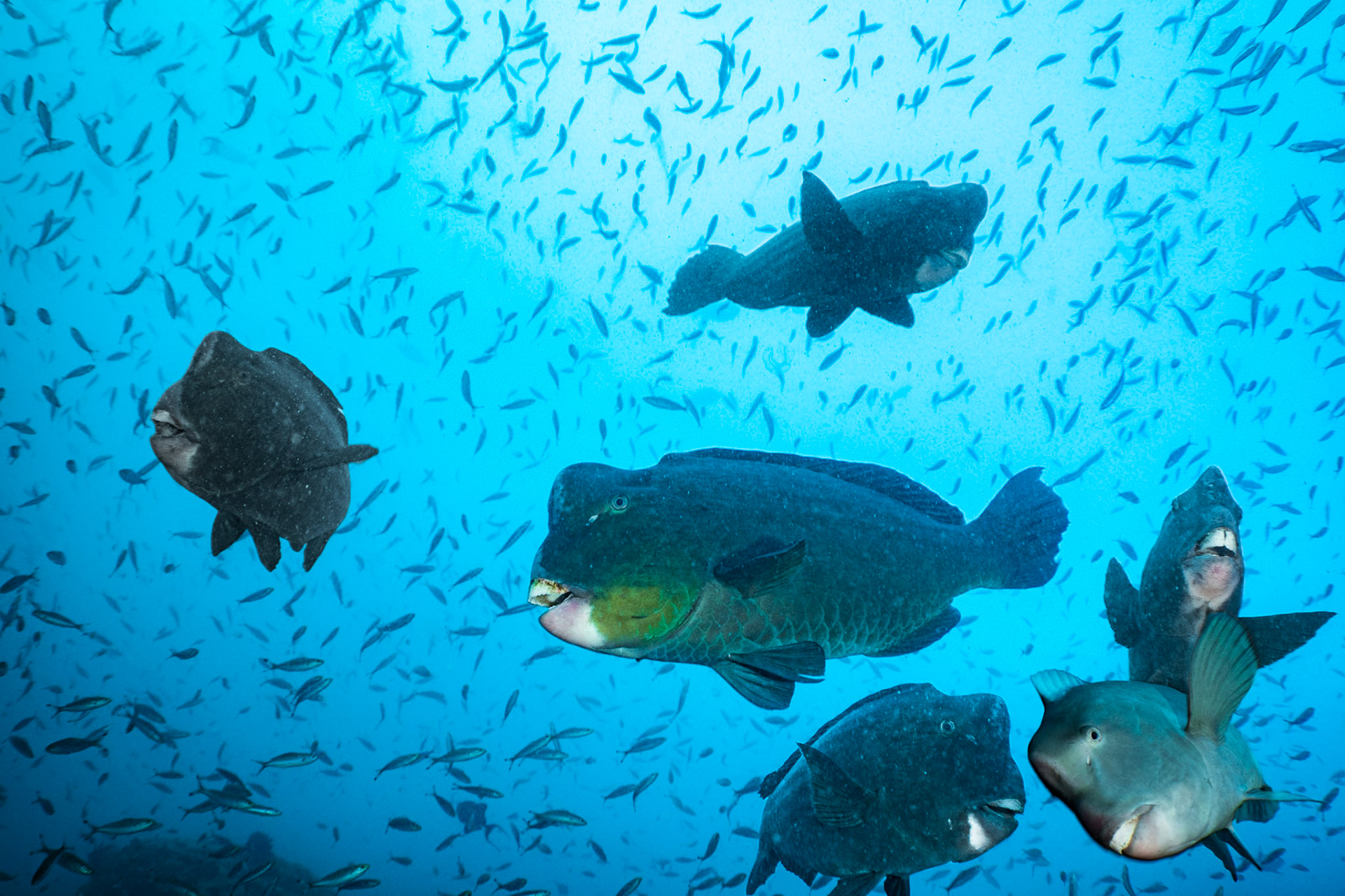 A small group of Bumphead Parrotfish floating above. These girls are big--two to three feet in length, and can get even bigger.