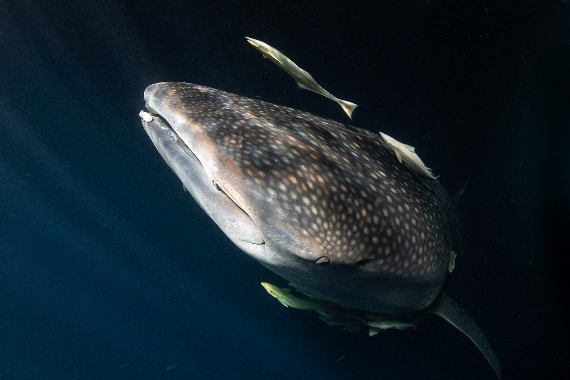 Whale shark in the Maldives illuminated by a boat's lighting. April 2021