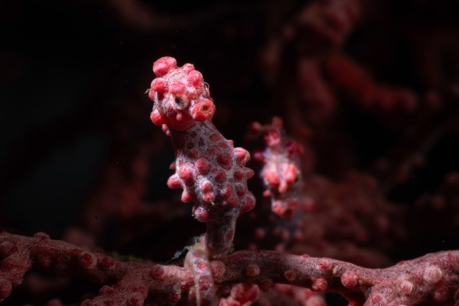 A pair of Pygmy Seahorses--one in the background blur. The match their habit so well almost impossible to find.