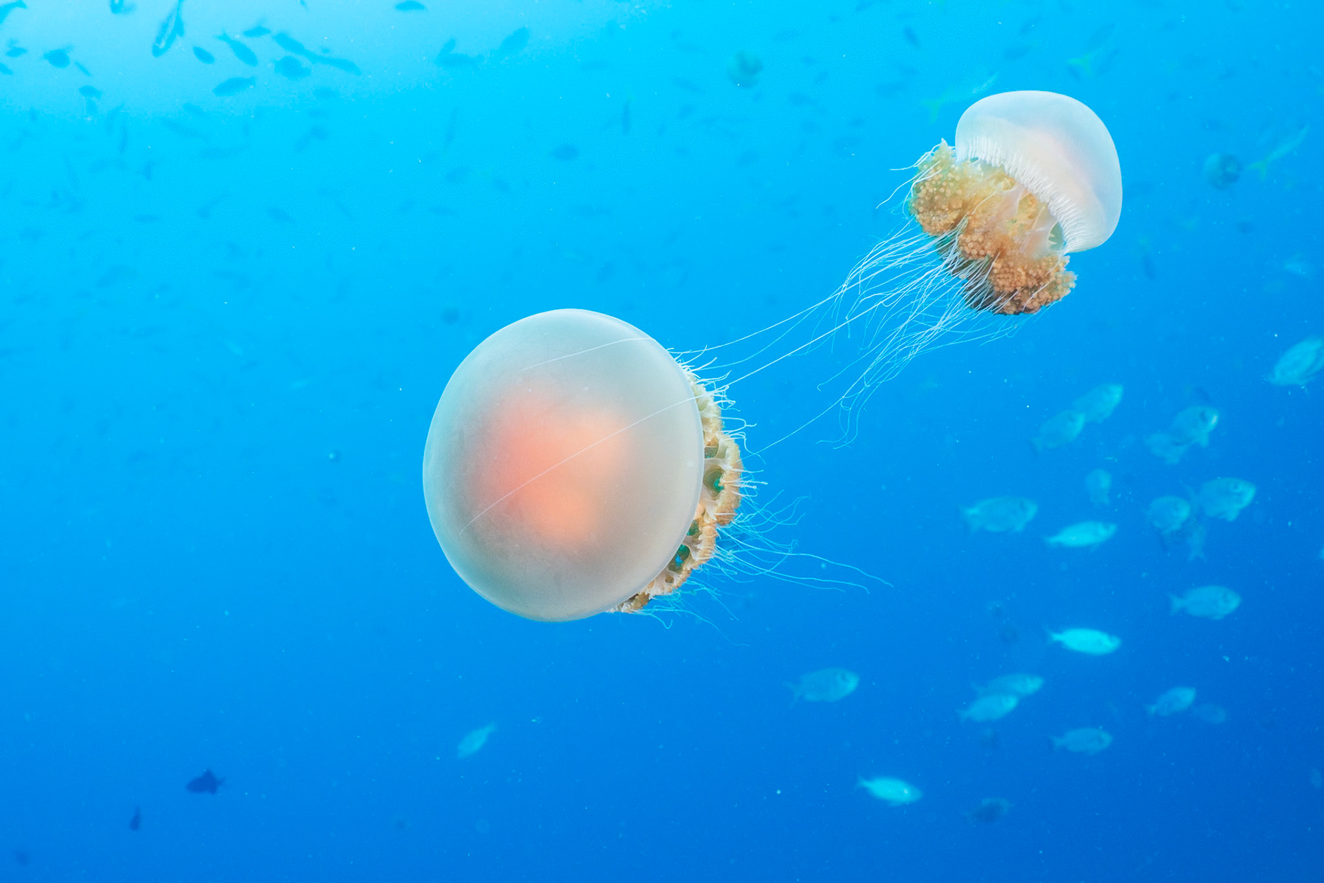 We were annoyed when our dive site was swarmed with Jellies, but I found they lit up nicely for photographs.