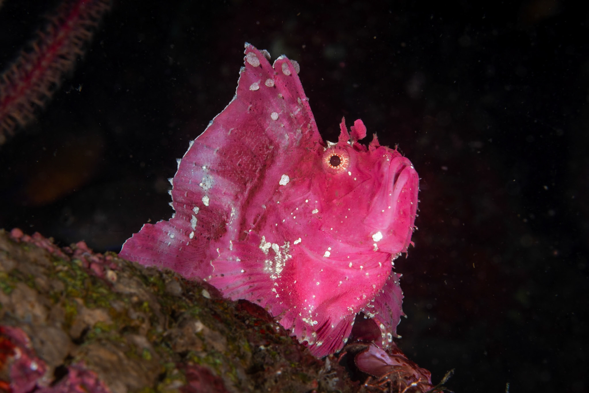 A Leaf Scorpionfish with strong lighting.