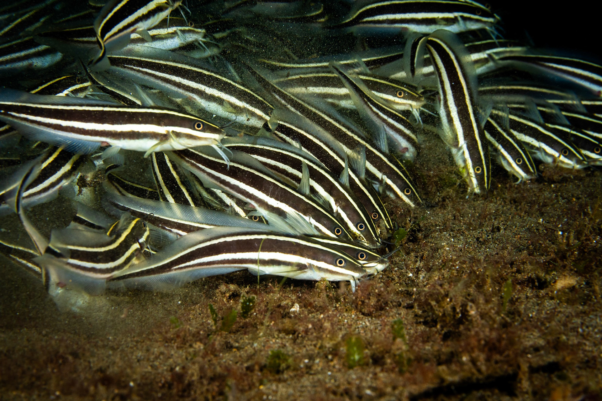 Striped Catfish who always seem to be in large groups creating a clound of sand as they root around.