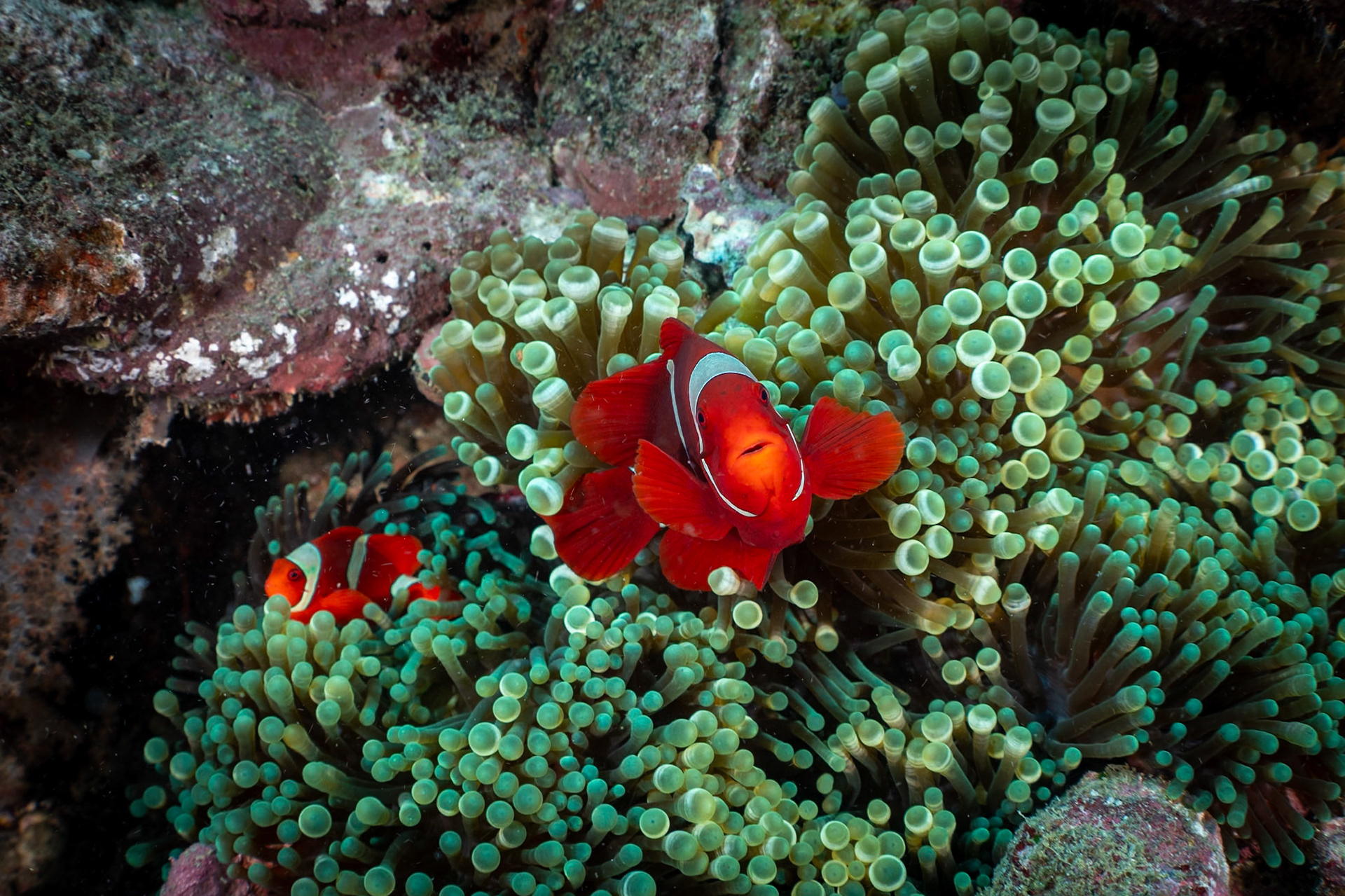 A Spinecheek Anemonefish nestled in her host anemone. Note the spike on the cheeks.