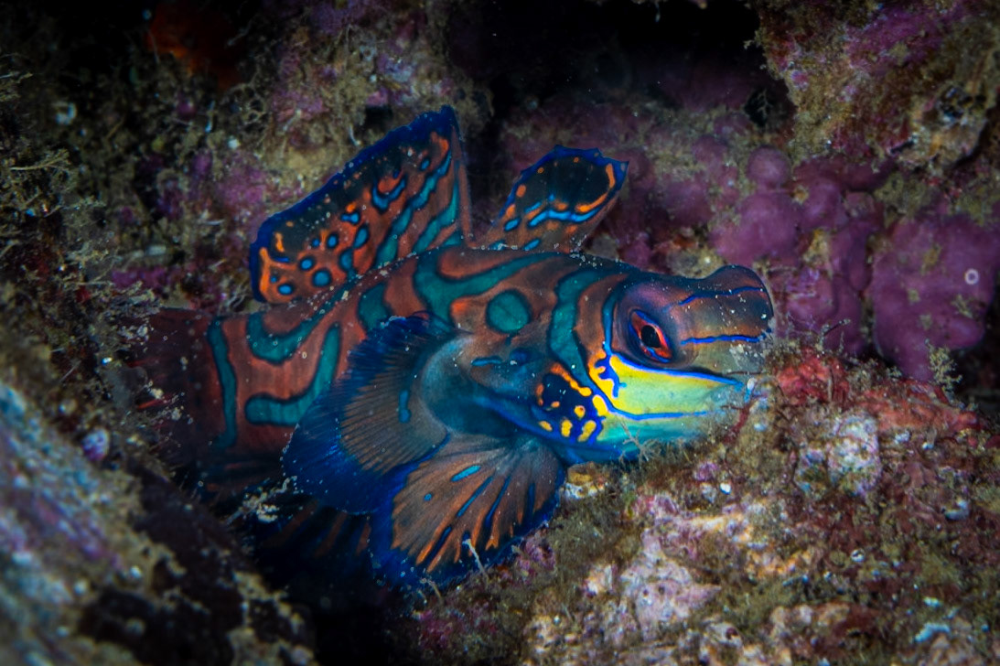My first time seeing a Mandarinfish. Amazing pattern and colors!  (Photo not so great as she was hidden in the rocks. )