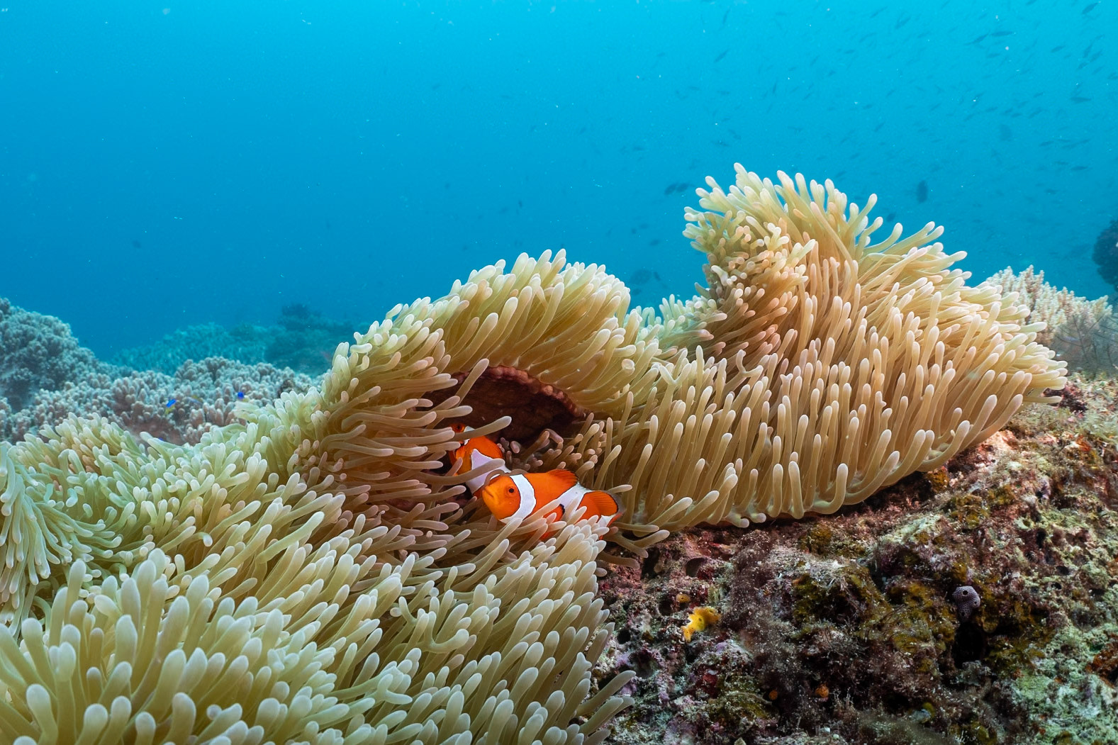 I can never pass up Anemonefish. These two are False Clown version.