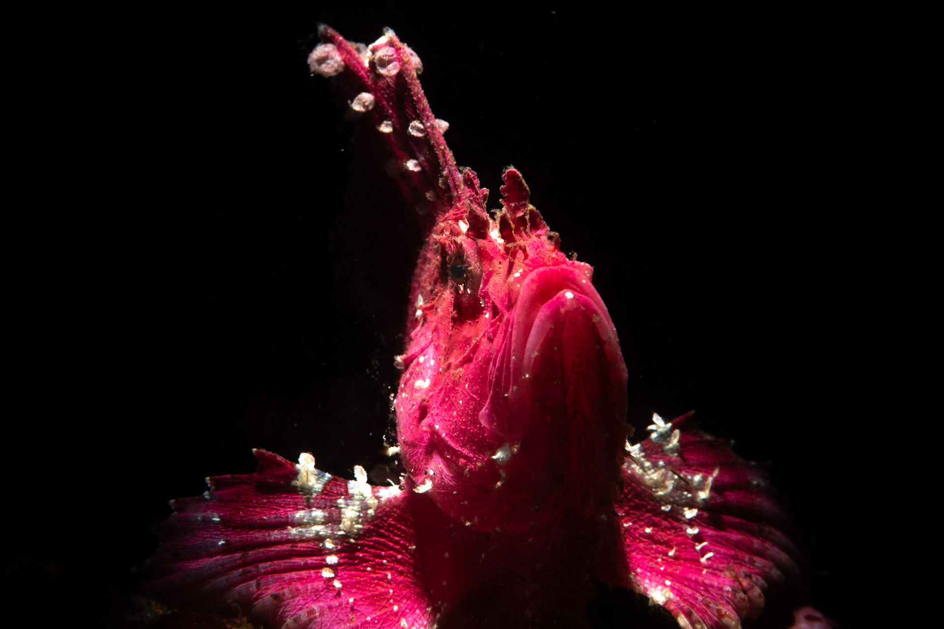 A purple leaf scopionfish at the Matahari House Reef, Indonesia. March 2024