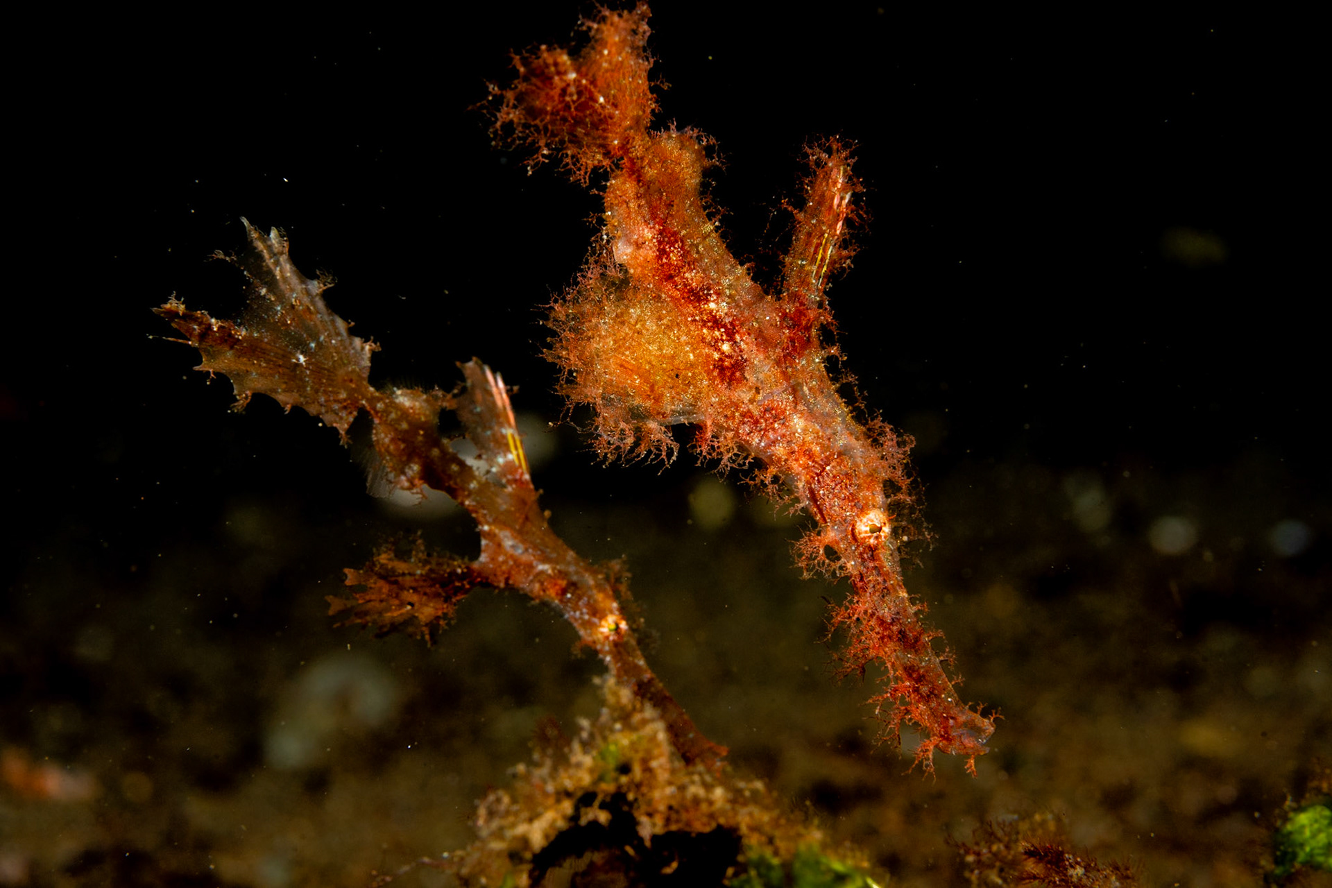 A pair of beautiful Rounghsnout Ghost Pipefish. Dumaguete, Philippines, July 2023. the female in teh foreground has a sack full eggs on the her belly.