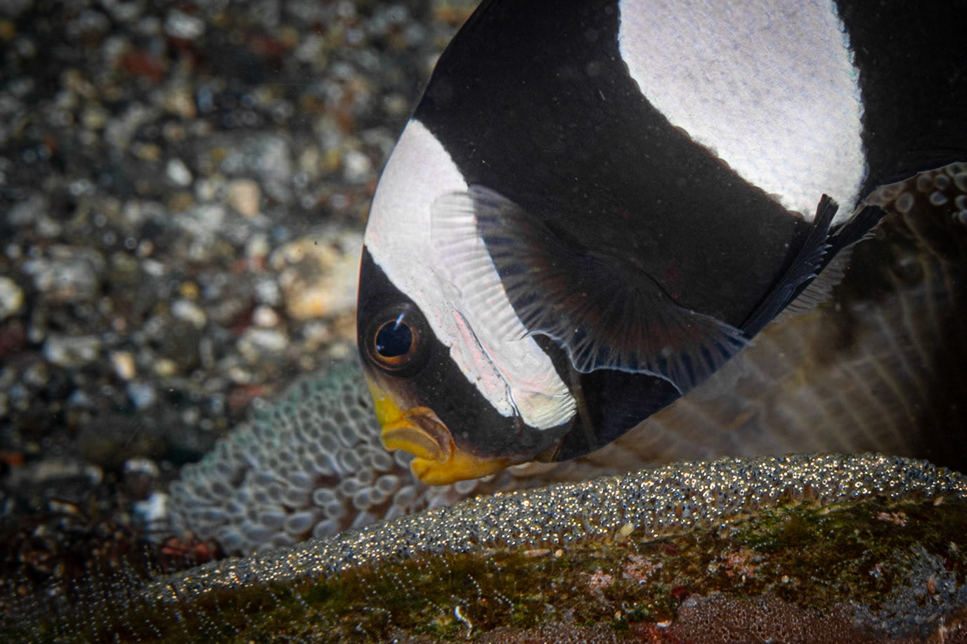 This picture shows the intensity with which an Anemonefish guards its eggs (sparkly patch below fish), and tends to aerating them.