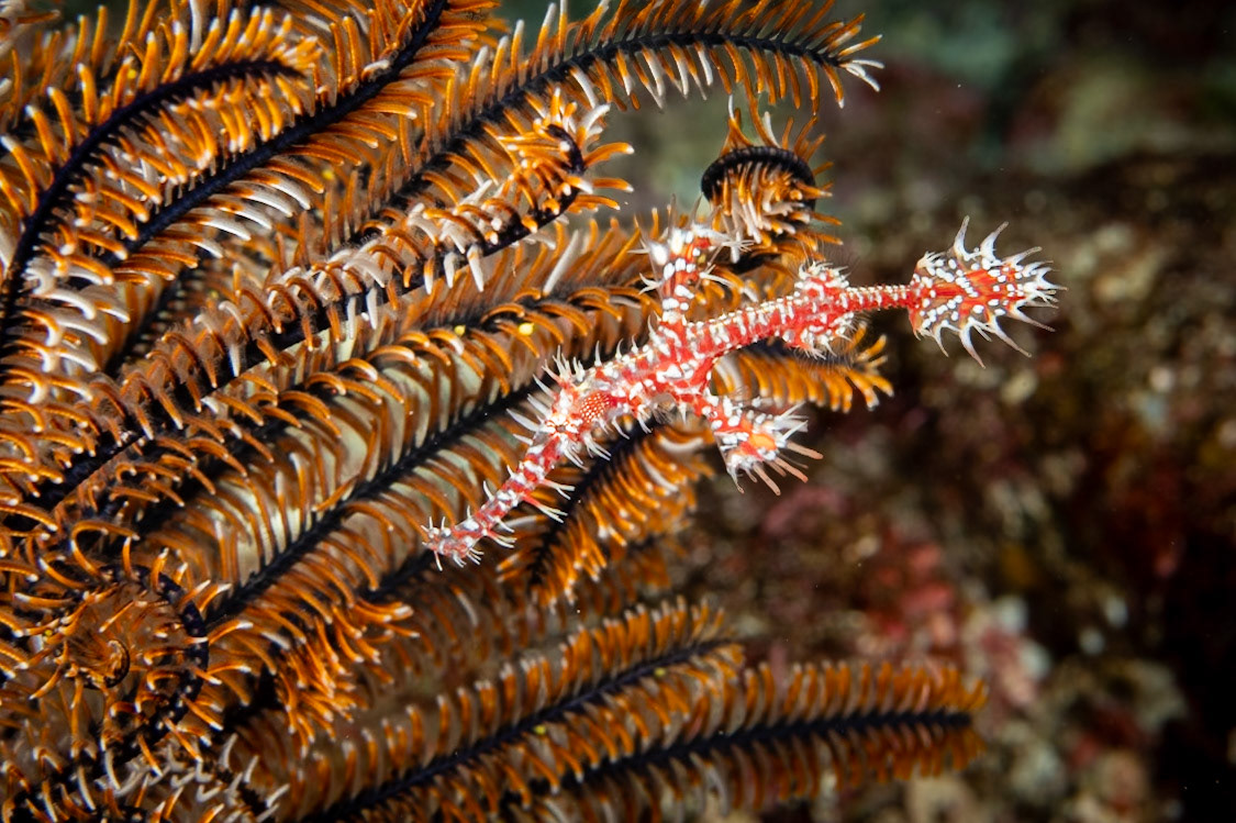 A magnificent (and tiny) Ornate Pipe Ghostfish!