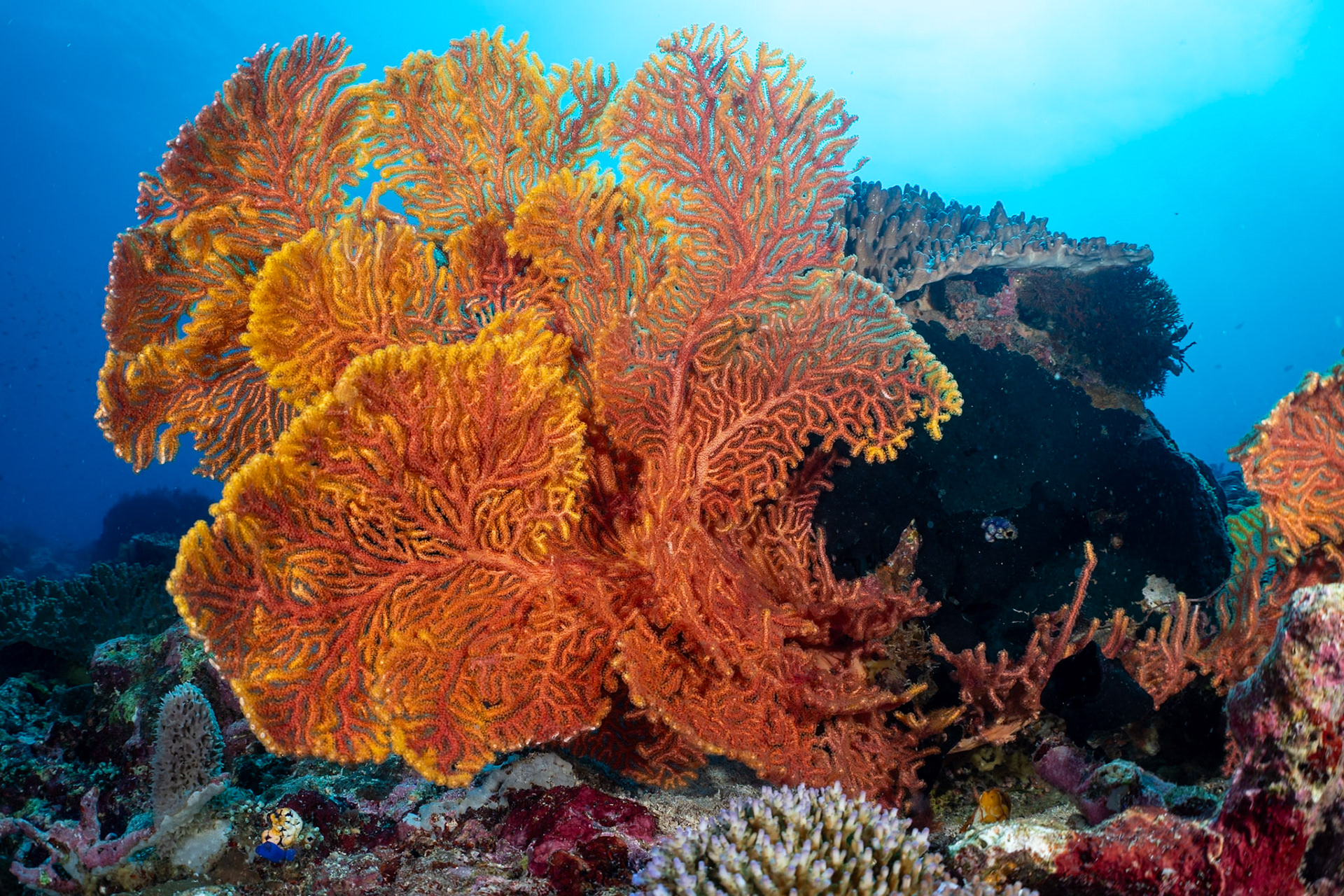 A gorgeous orange sea fan from Banda Neira area.