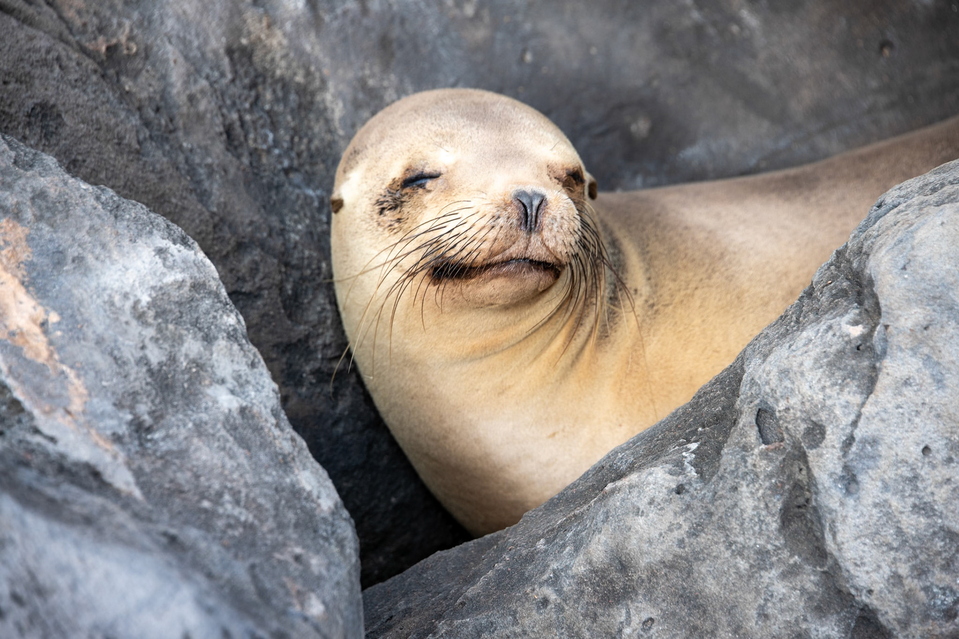 Snoozing on the Warm Rocks