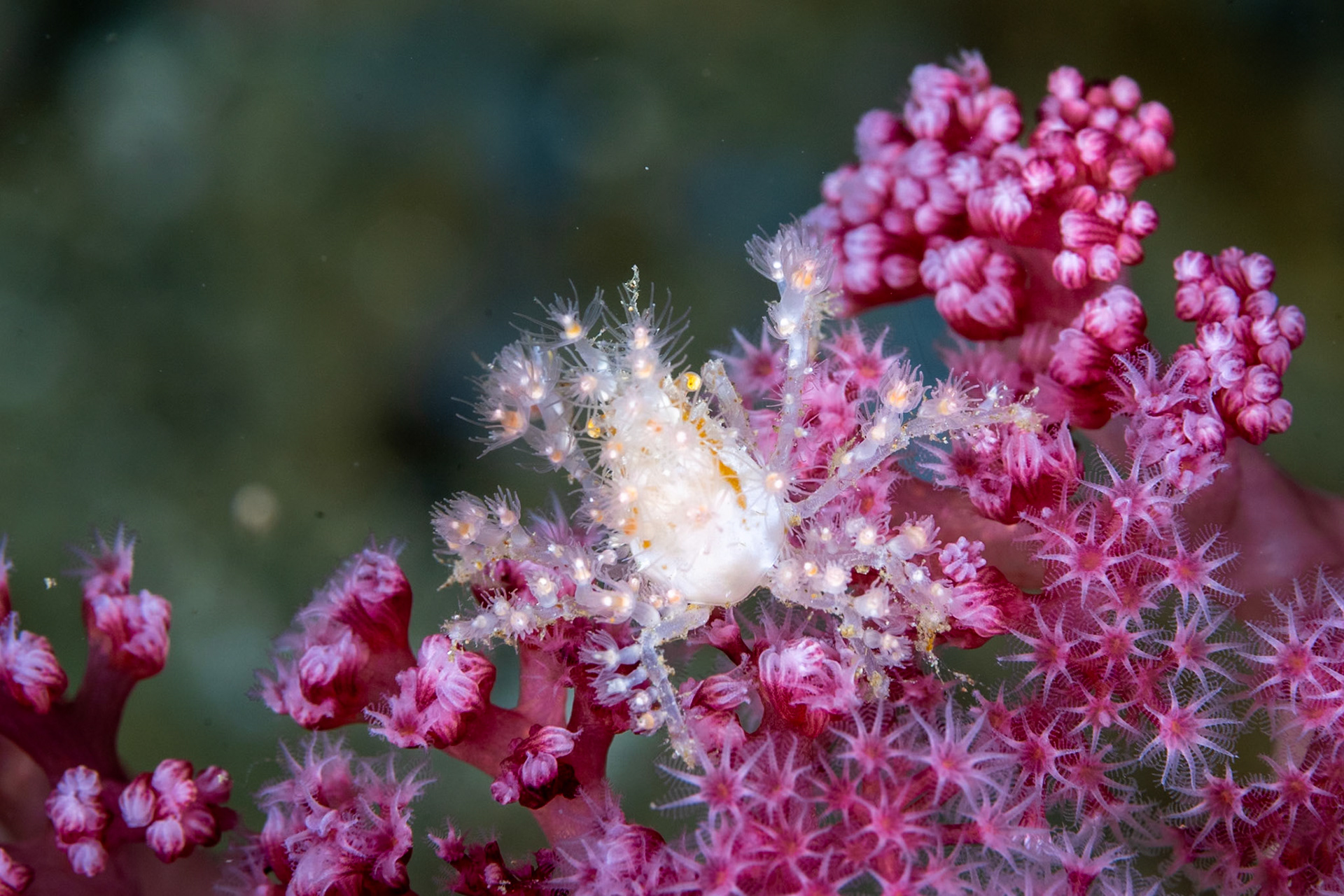 A Decorator Crab atop a flower-like soft coral. The crab is facing away from the camera with golden yellow eyes visible.