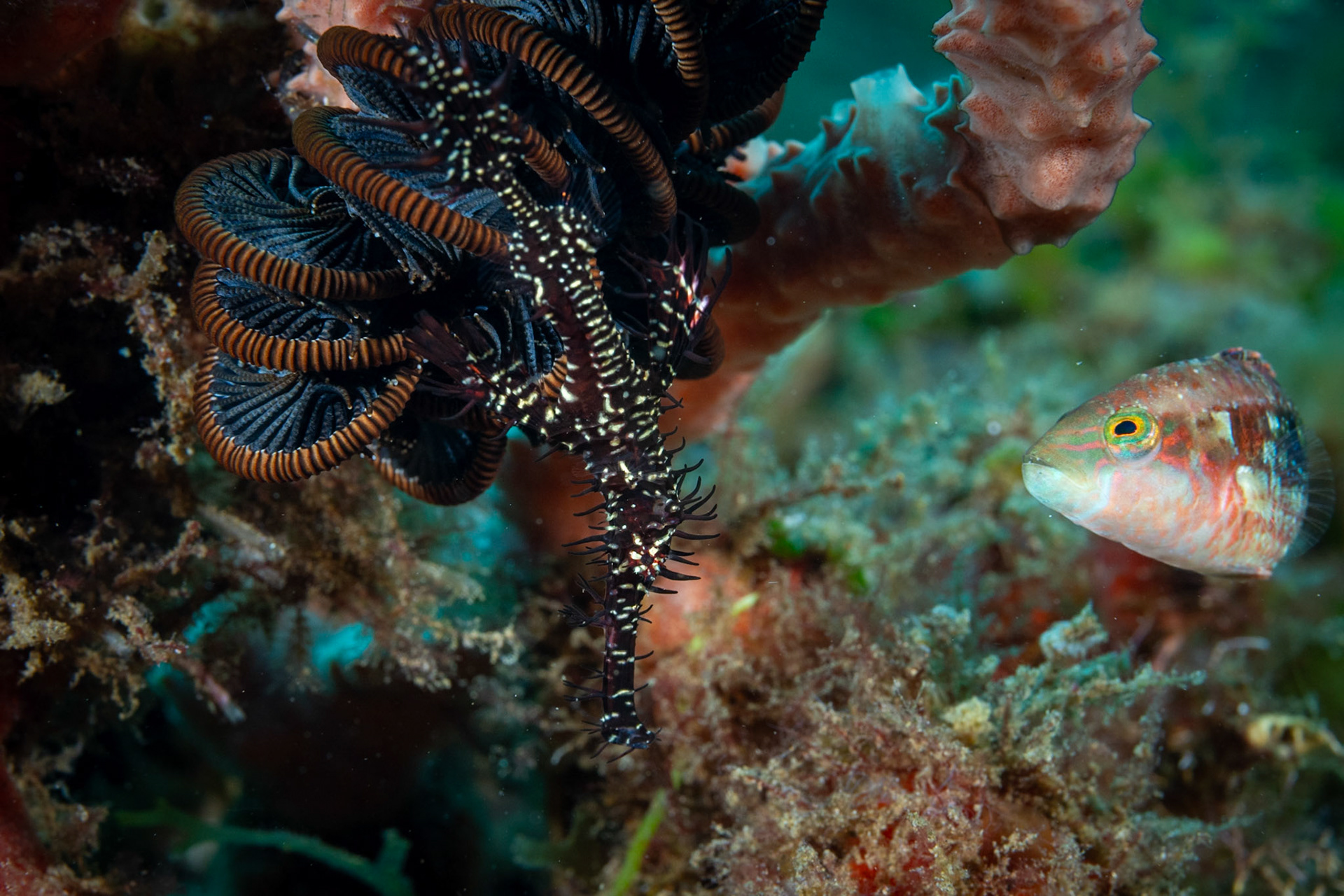 Amale Ornate Pipefidh (vertical with head pointing down) hoovering near his matching Crinoid. A Parrotfish is looking on.