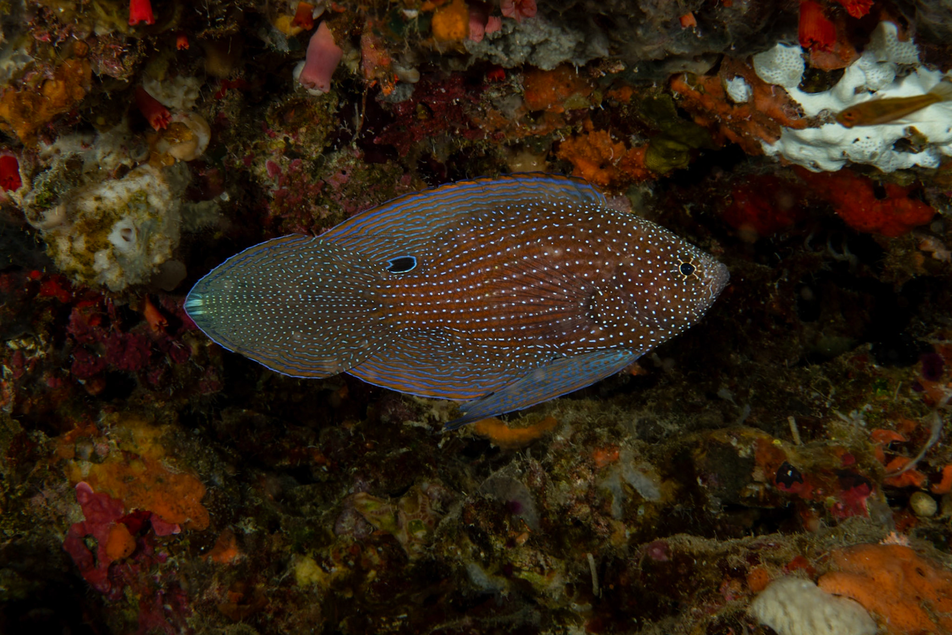 A Comet Fish! So cool! She is facing to the right. The dark dot near the middle is a false eye. Her eye is near the point on the right side.