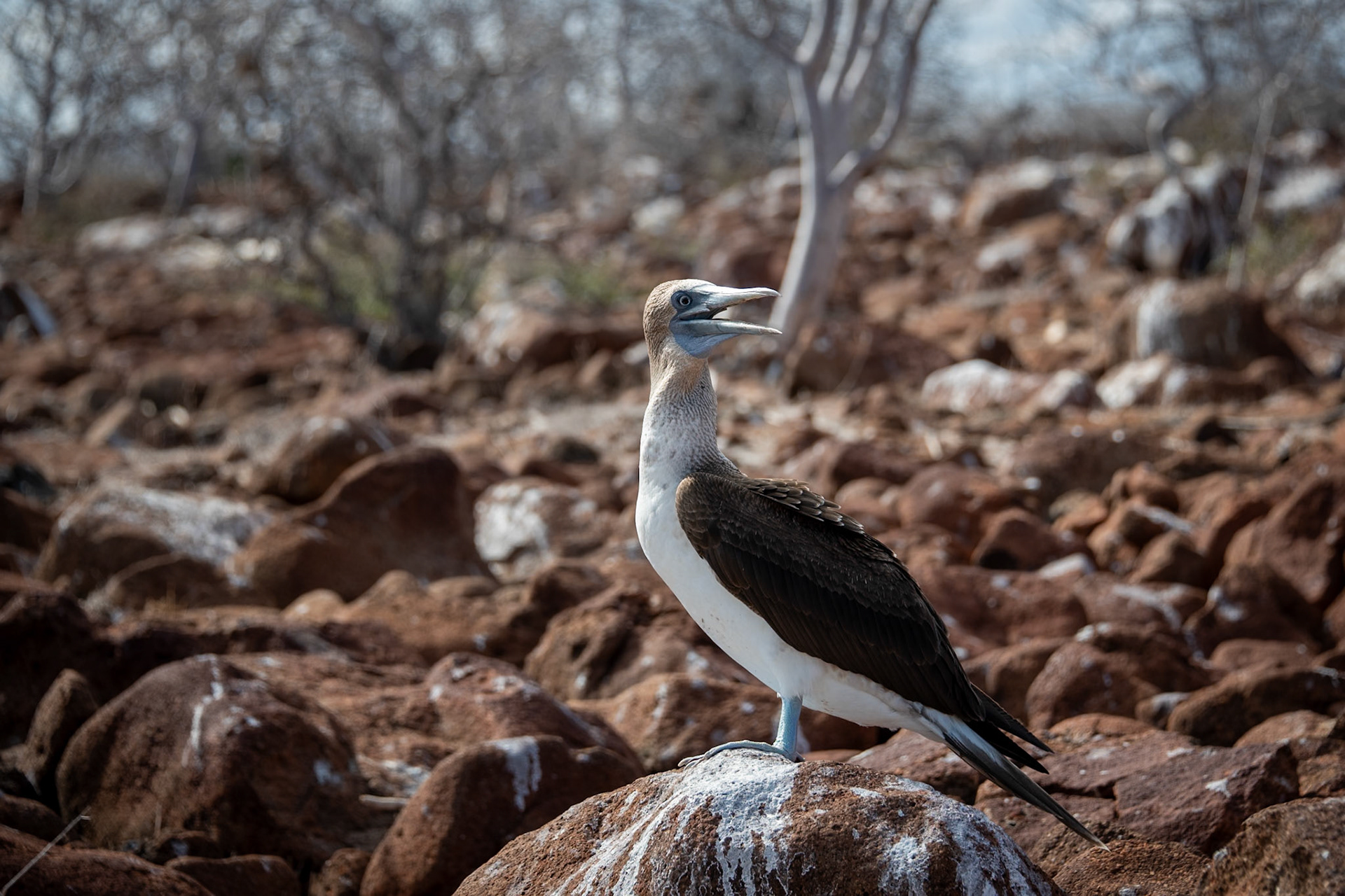 Blue-Footed Boobie