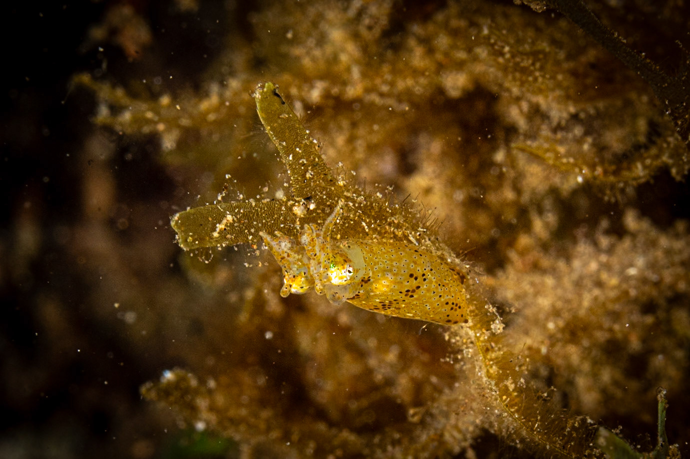 a Pygmy Squid resting on some seaweed.
