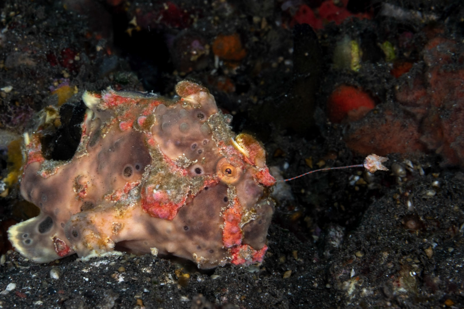 This Warty Frogfish has her lure (the blob at the end of the blue/red striped rod extending from the nose) out in hopes of attracting a meal.  The lure is usually tucked up on the forehead for safe keeping.