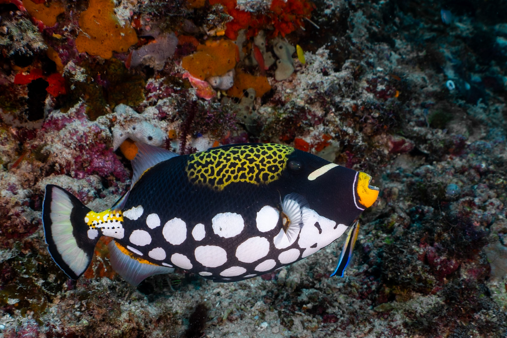 A Clown Triggerfish pausing for some spa work by a Blue Streaked Cleaner Wrasse.