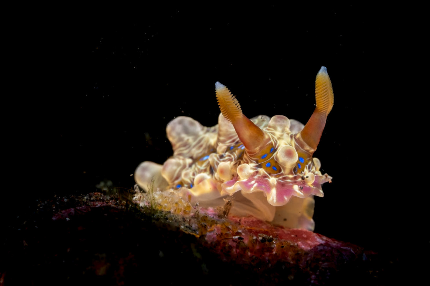 A beautiful Blue-Spot Dendrodoris Nudibranch that light up with a little light applied. Tulamben, Indonesia, March 2024