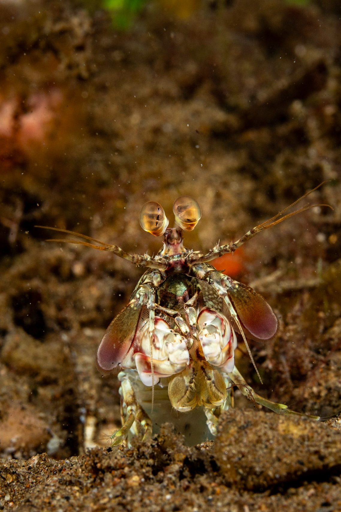 Eye to eye with a Mantis Shrimp.