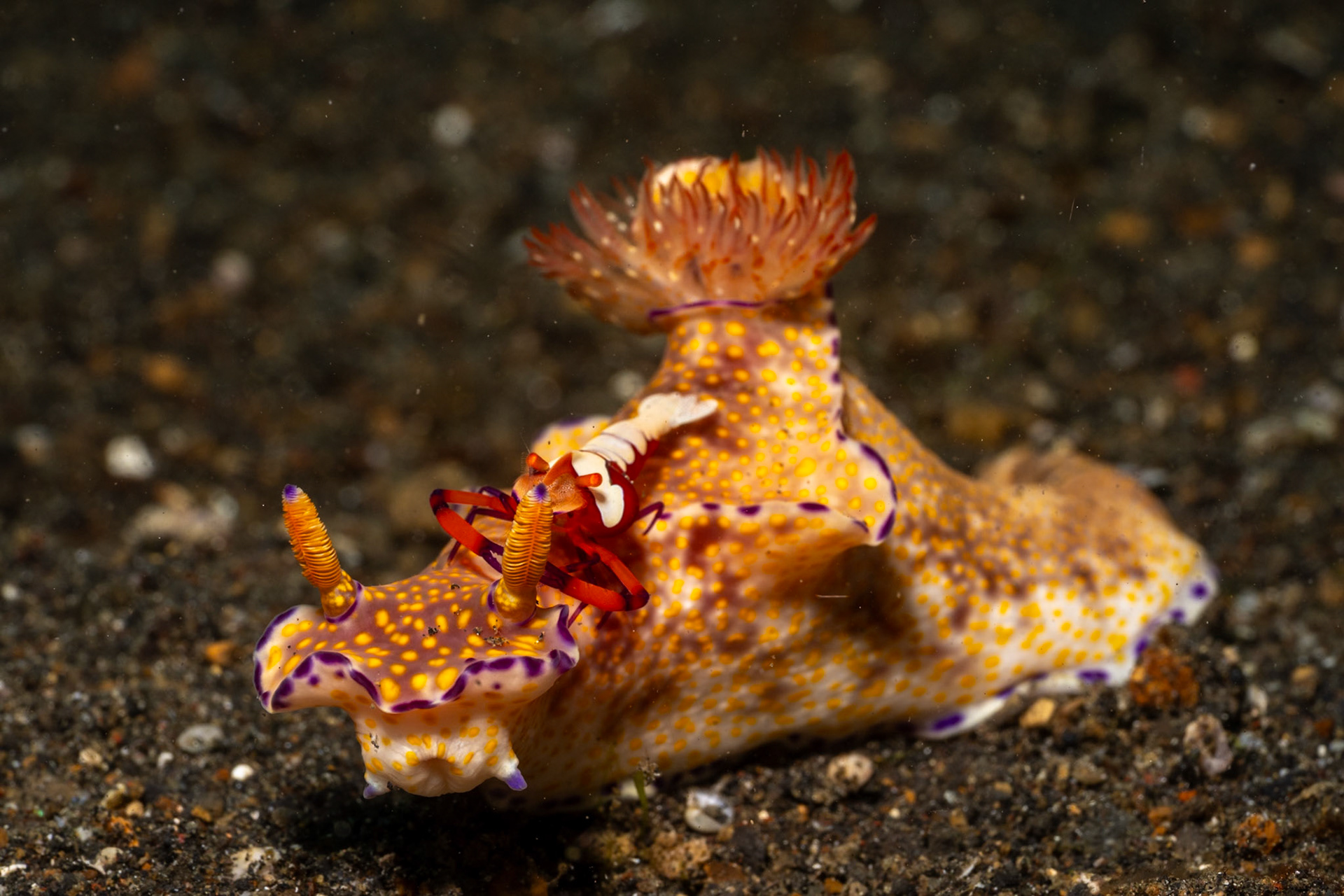 An Emperor Shrimp resting on a Nudibranch.