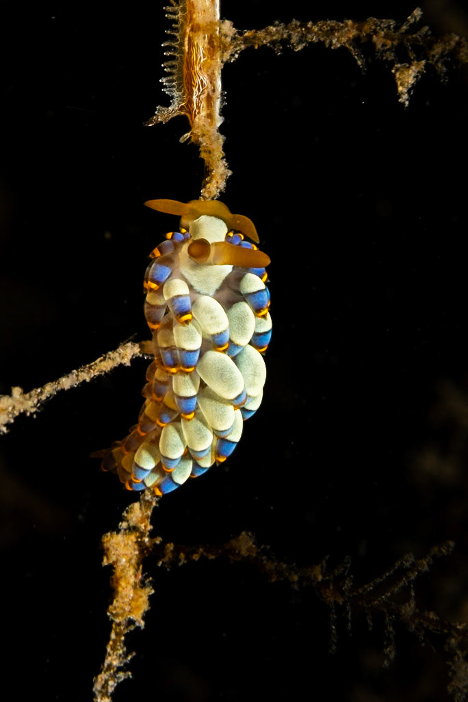 An interesting nudibranch.