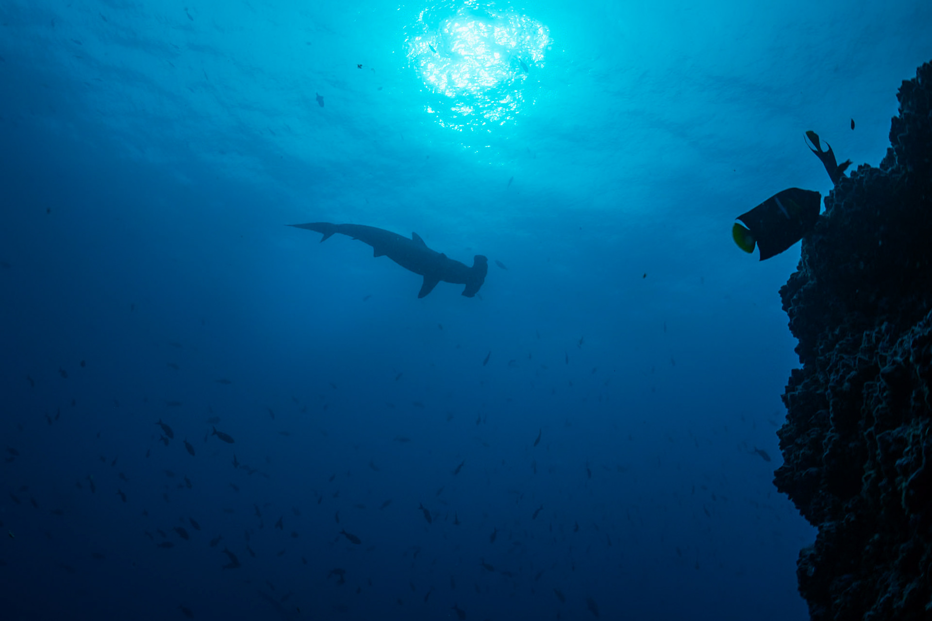 Timid Hammerhead Sharks Keeping Their Distance.