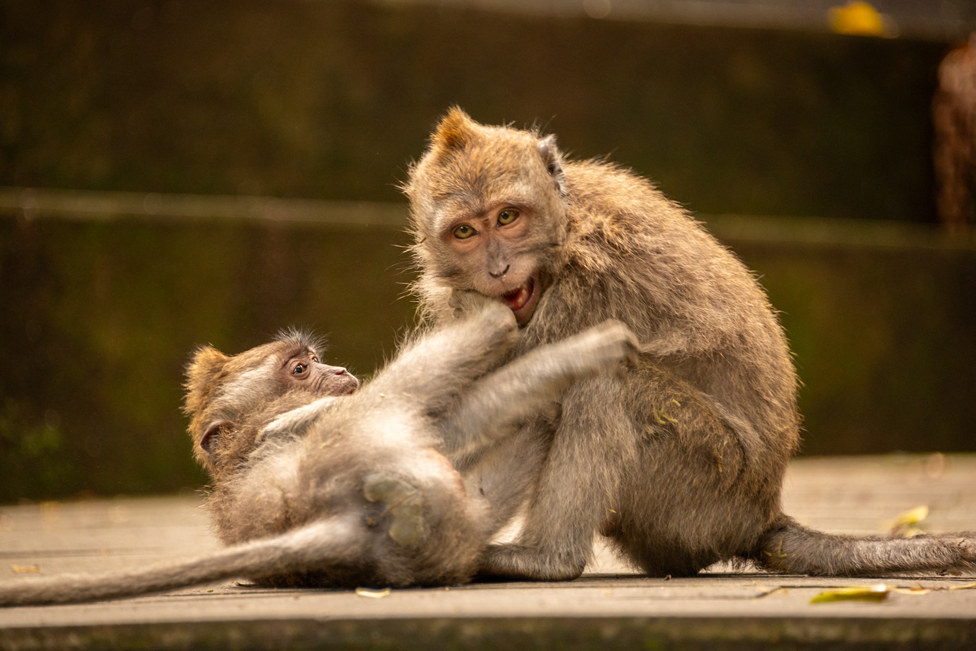 Kids playing at the Sacred Monkey Forest Sanctuary.