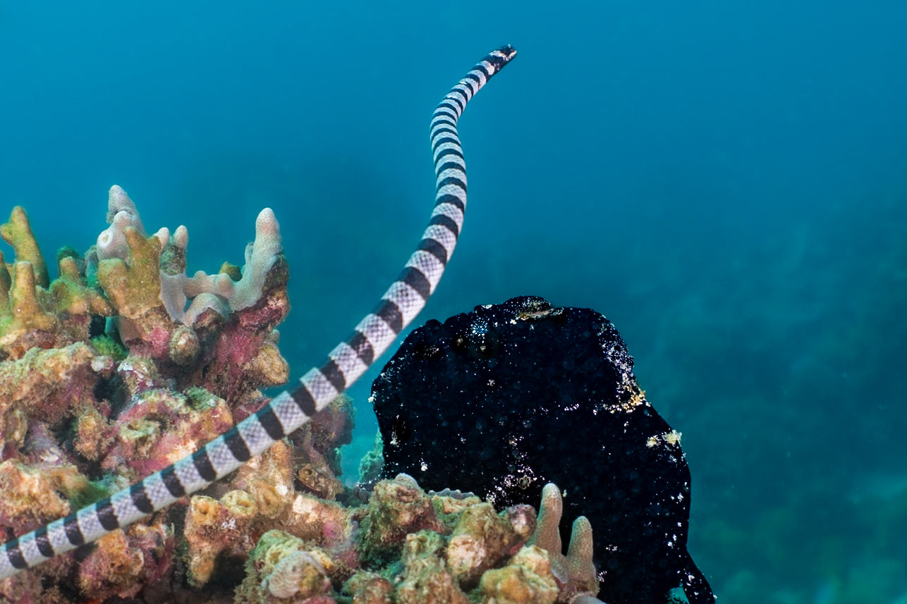 I was lucky to catch the Banded Snake Eel making a pass over the Giant Frogfish. The Frogsish is black with her mouth close to the eel and her eye just above with whire radial lines surrounding.