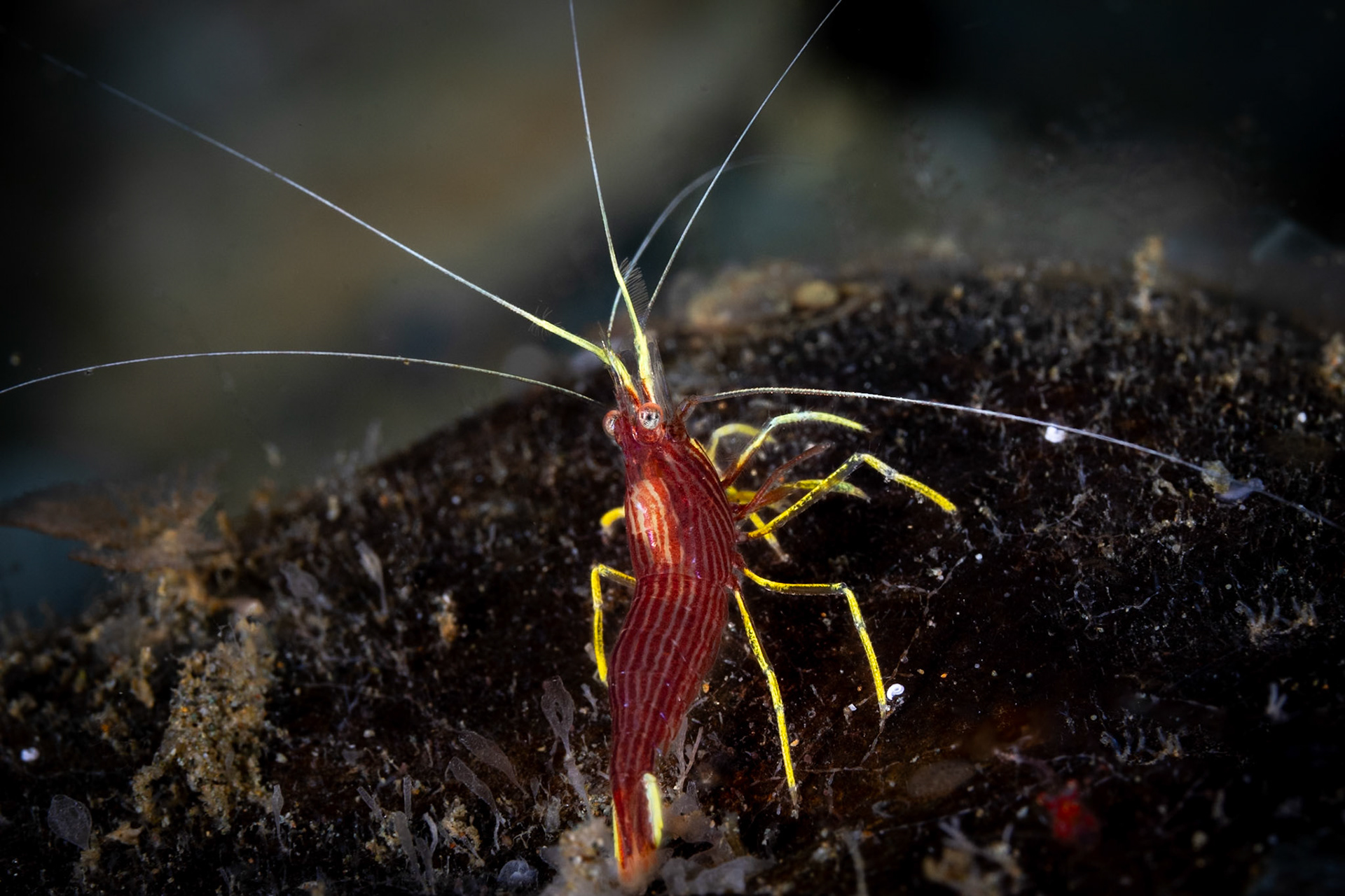 A proud and super tiny Red Striped Cleaner Shrimp looking for some work.