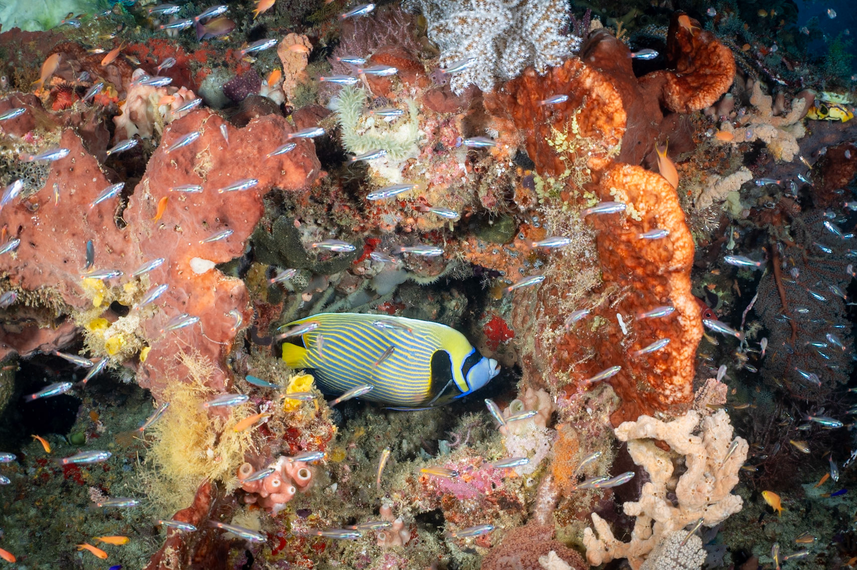 An Emperor Angelfish hiding a pocket of the reef.