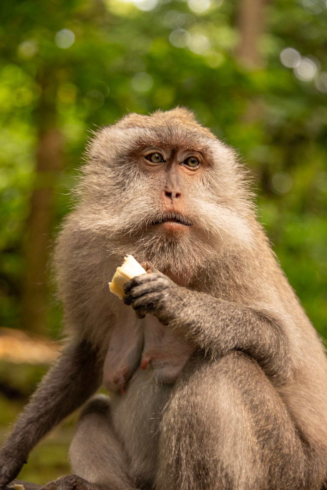 at the Sacred Monkey Forest Sanctuary.
