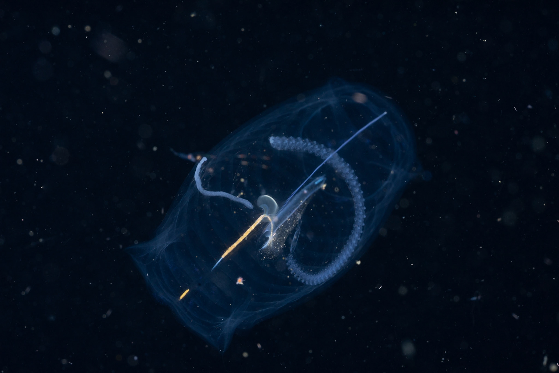 Mysterious creatures from a Blackwater Dive.