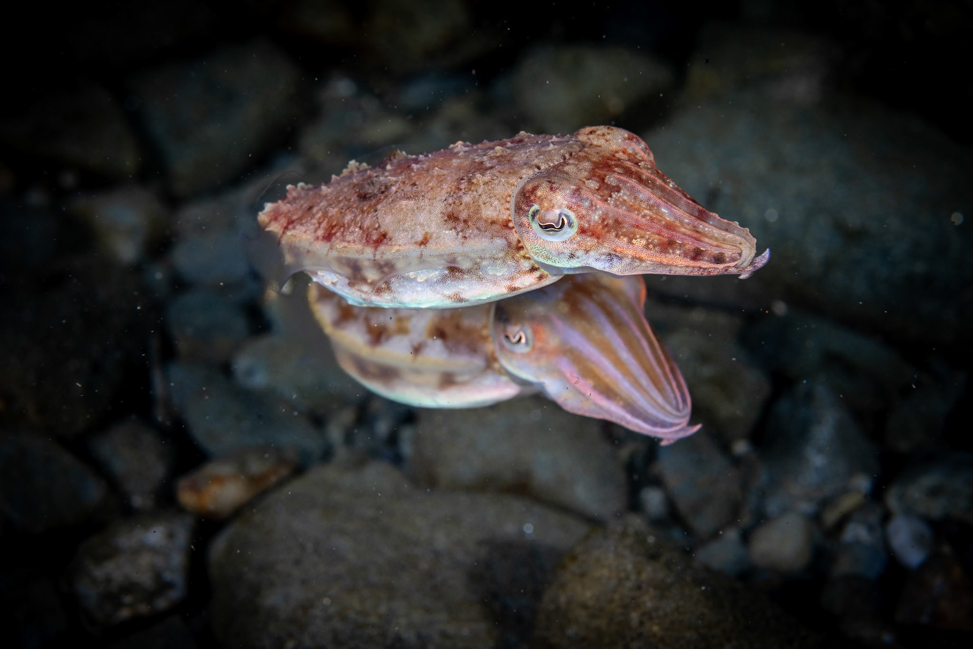 A pair of Cuttlefish looking like mirror images.