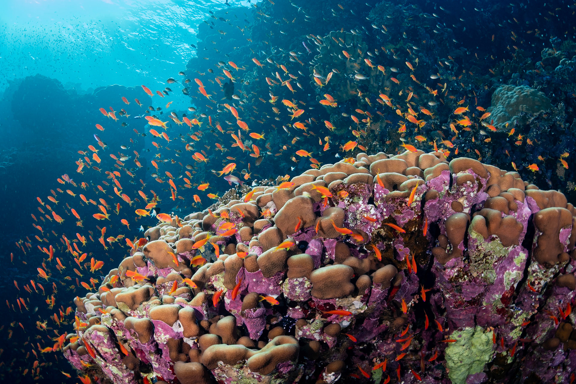An Anthias explosion over reff in the Red Sea, Egypt. November 2021