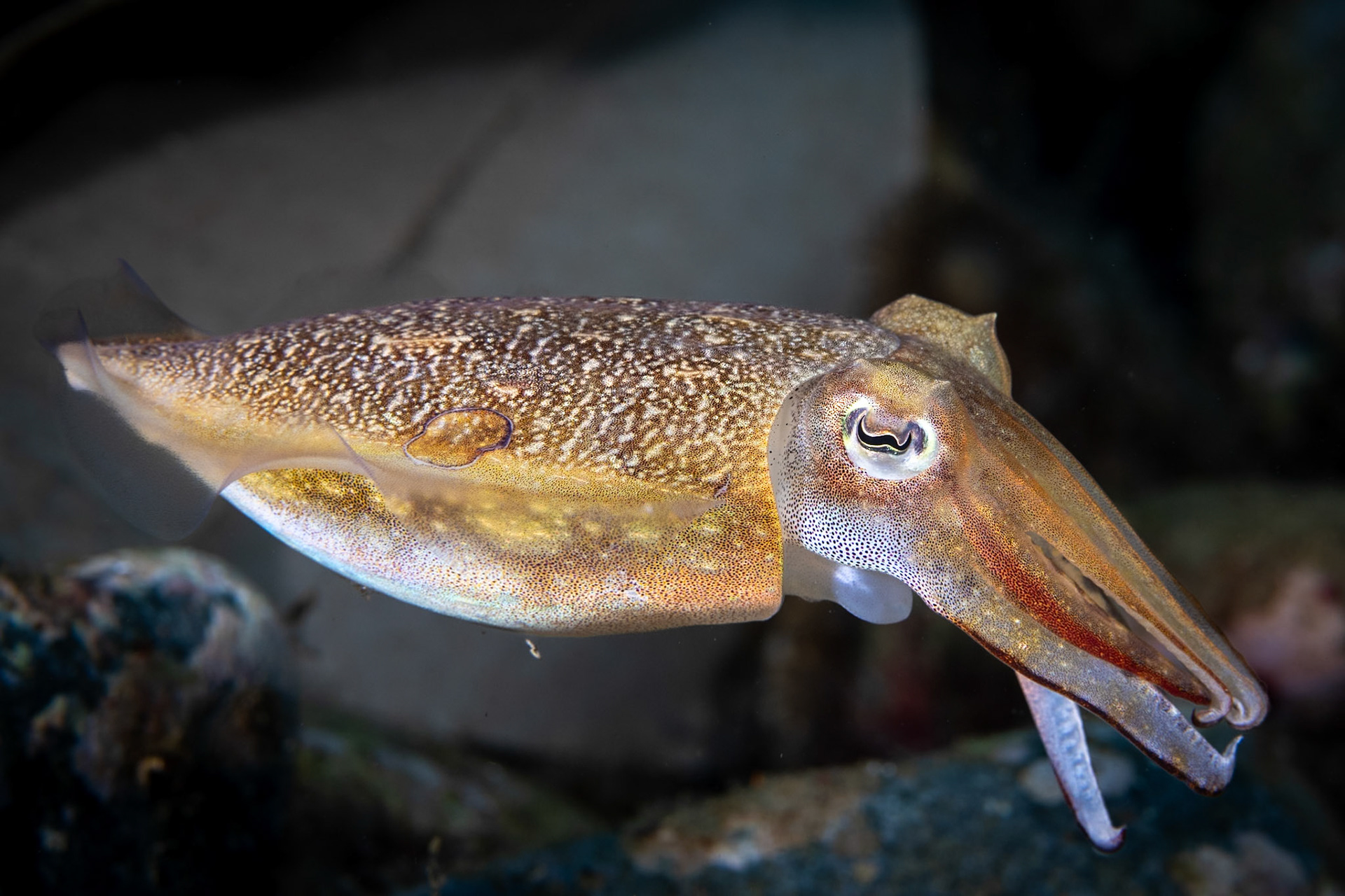 A Cuttlefish parked in from of me apparently wanting her picture to be taken.
