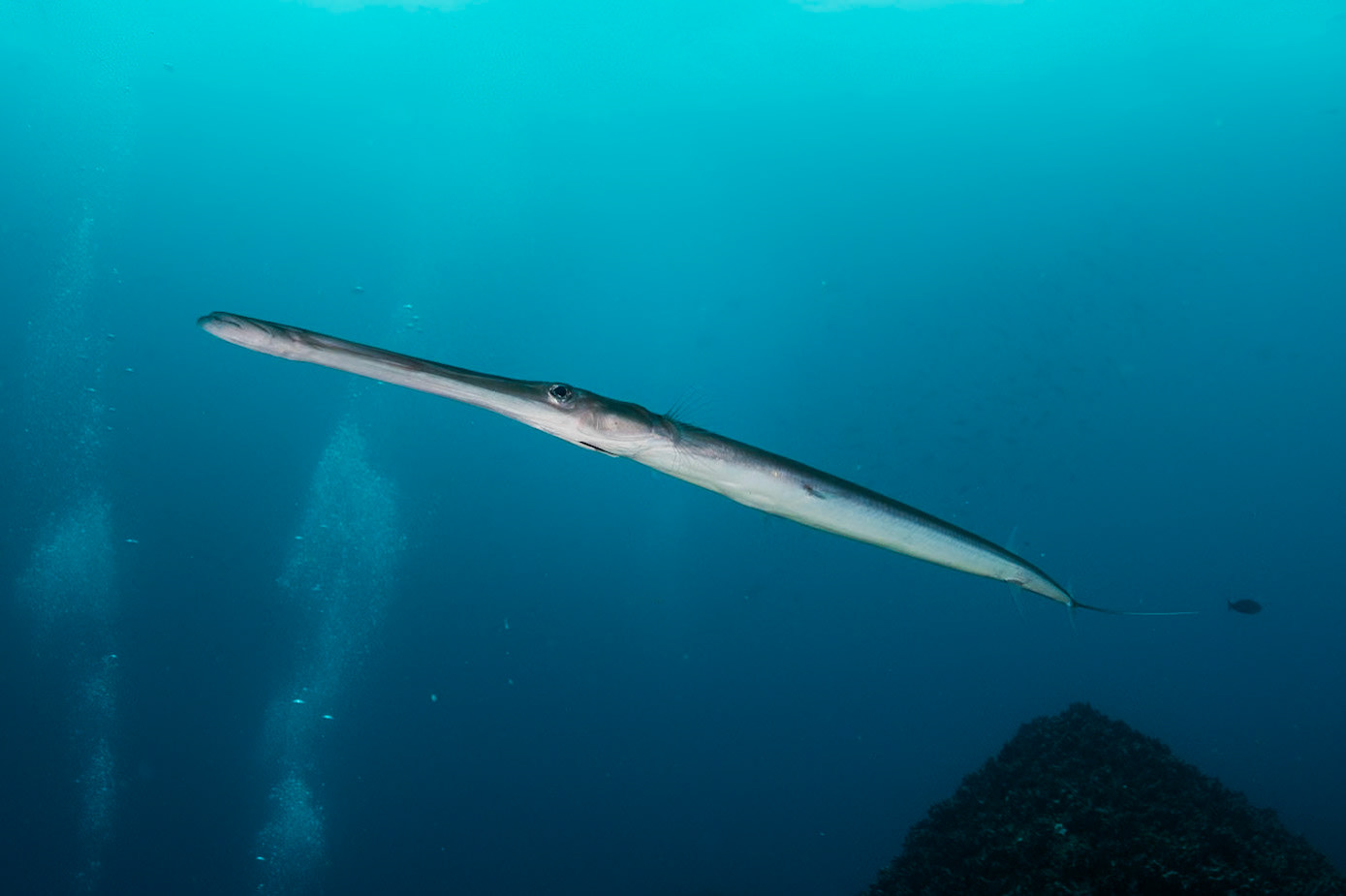 Long and skinny--maybe 4' in length.