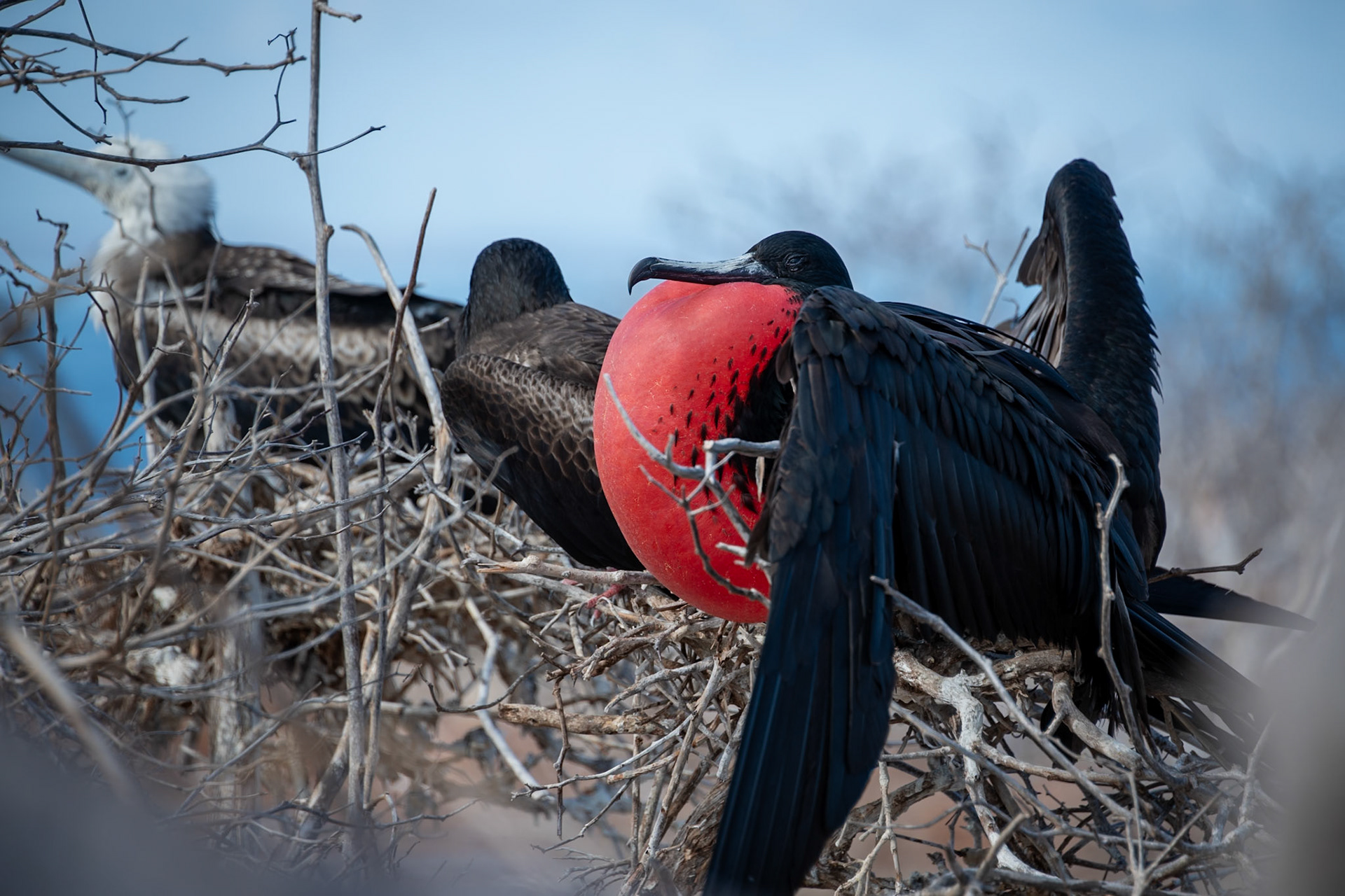 A male Frigate Bird showing off red his throat sac.