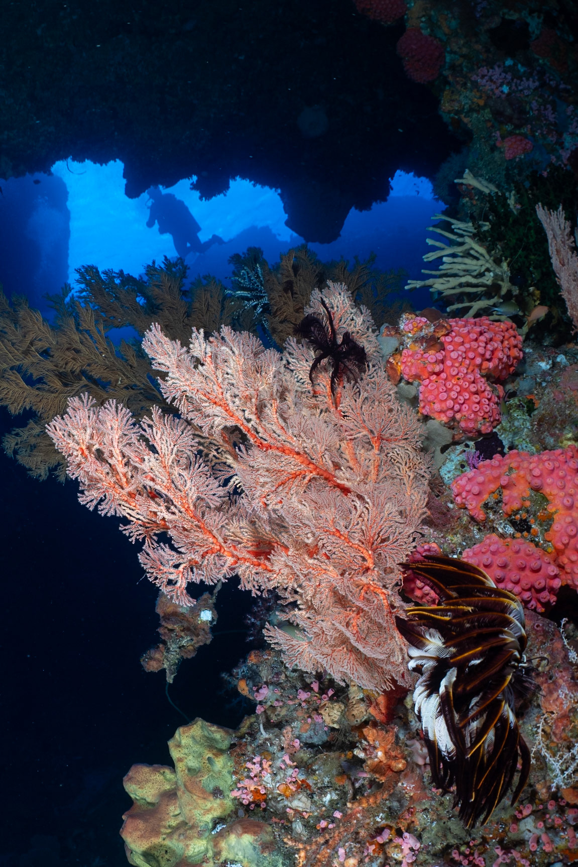 Divers coming thru a passage.
