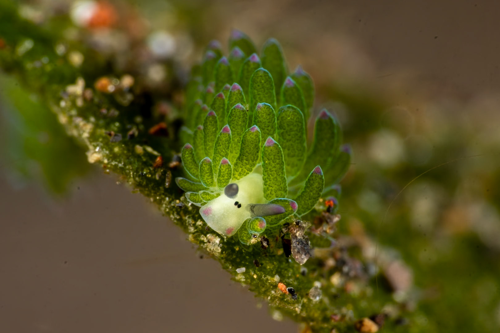 A leaf sheep nudibranch, aka, Shaun the Sheep. Tulamben, Indonesia. March 2024
